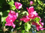 14495 Pink flowers.jpg